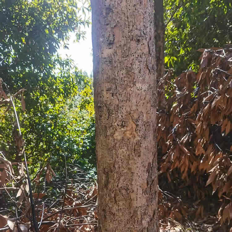 闽楠地径20cm以上活树