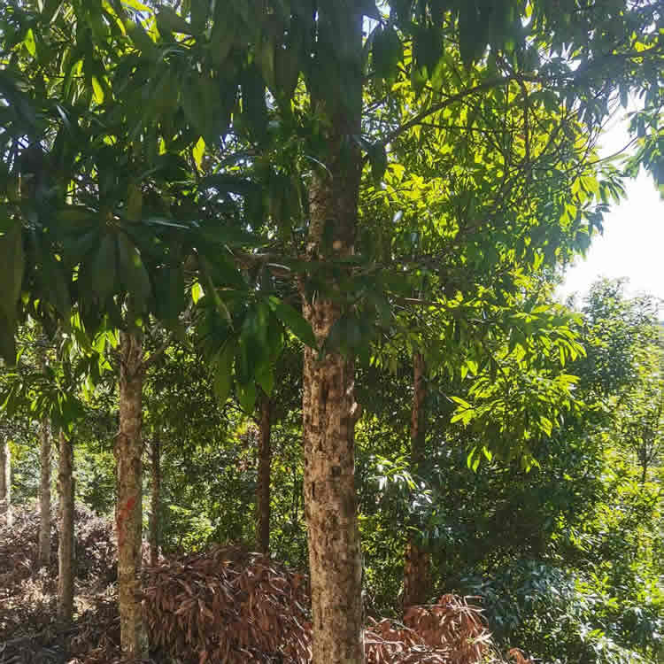 闽楠地径19cm活树