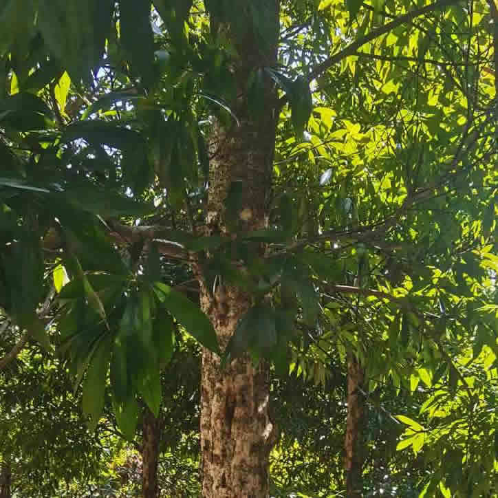 闽楠地径18cm活树