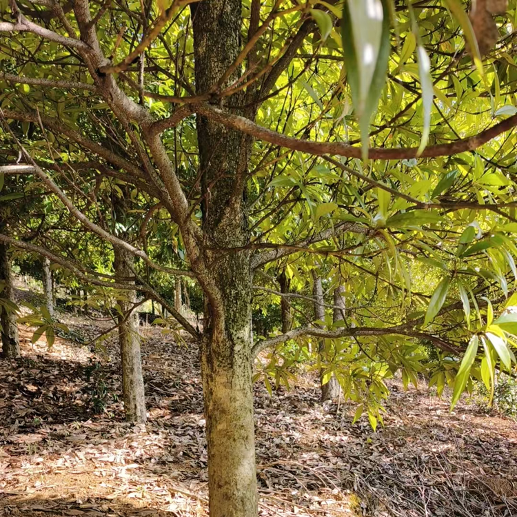 闽楠地径17cm活树