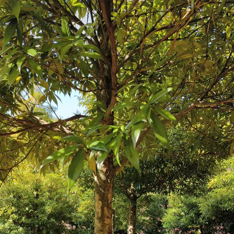 闽楠地径15cm活树