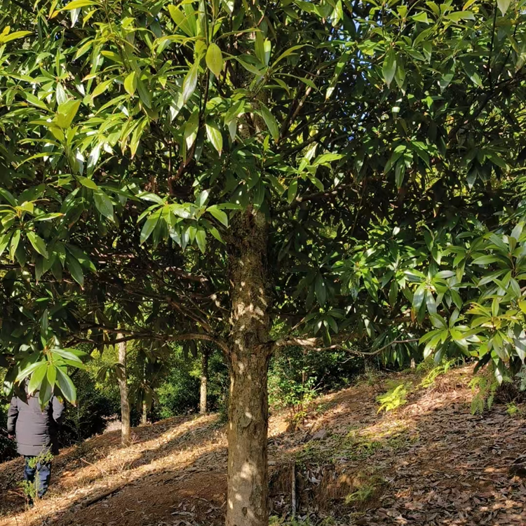 闽楠地径14cm活树