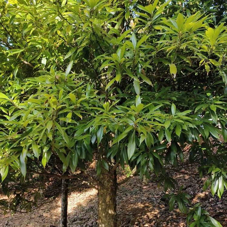 闽楠地径13cm活树