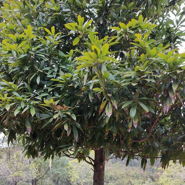 闽楠地径12cm活树