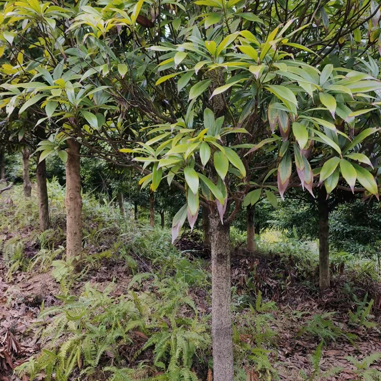 闽楠地径11cm活树