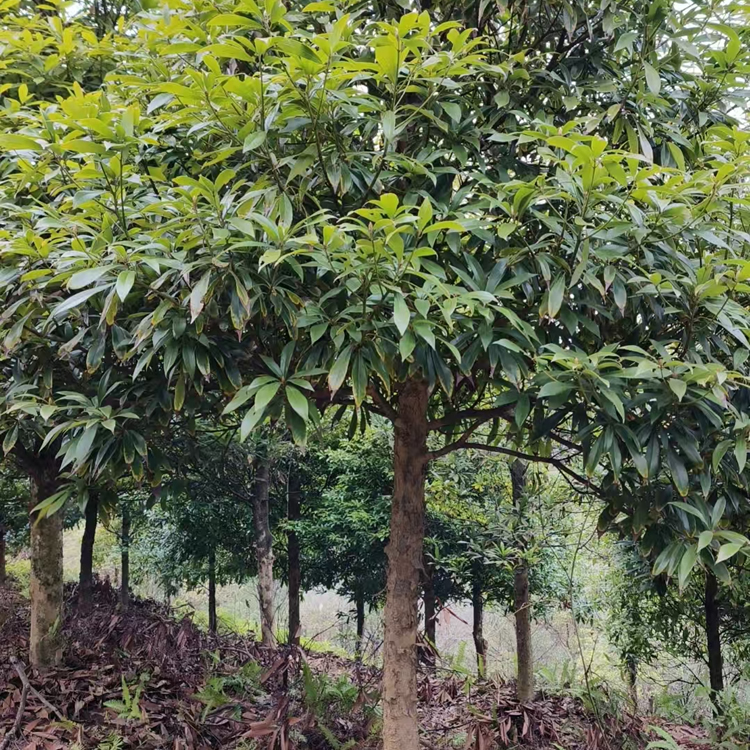 闽楠地径10cm活树