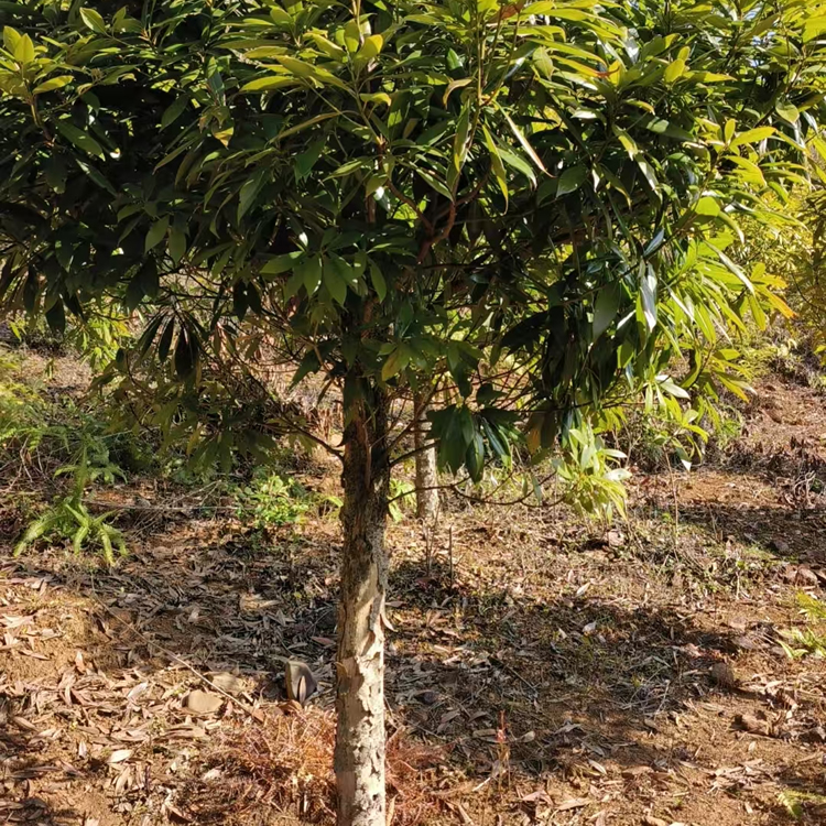 闽楠小树地径6cm