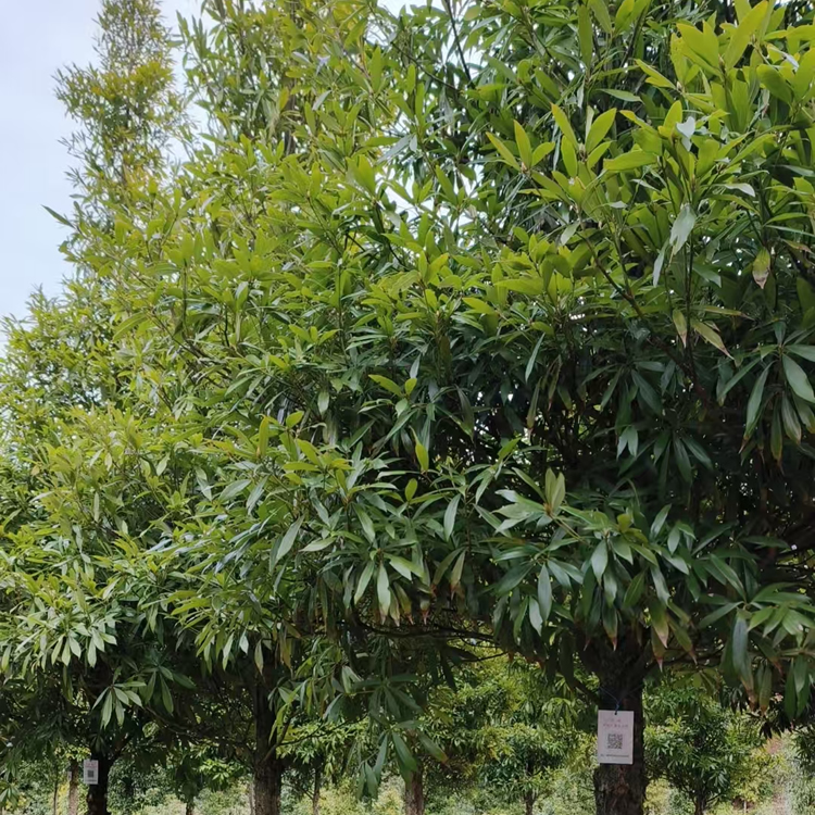 闽楠地径9cm活树