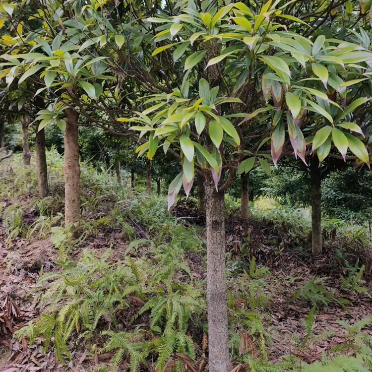 闽楠小树地径8cm